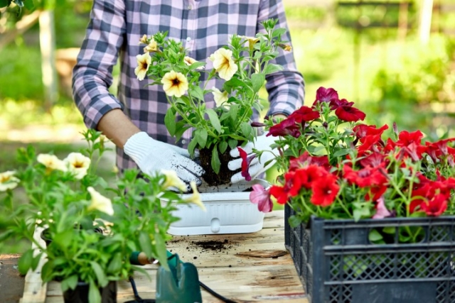 Flower garden