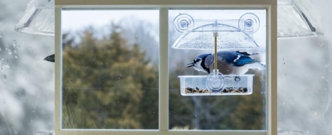 bird feeders