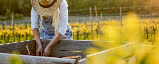 Gardening Tips for Individuals with Mobility Challenges