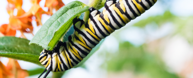 Finding Joy in Gardening Chores