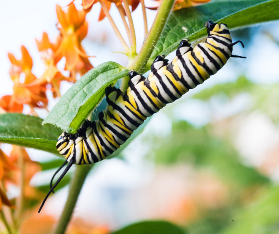 Finding Joy in Gardening Chores