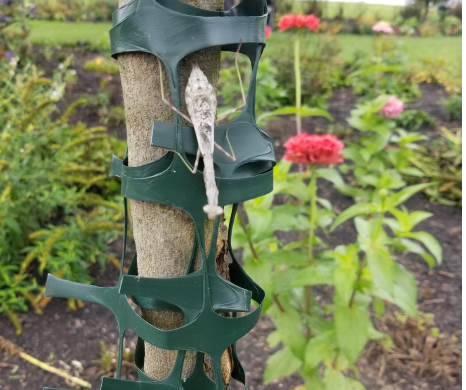 Out and About in the Late Summer Garden (1) A Praying Mantis