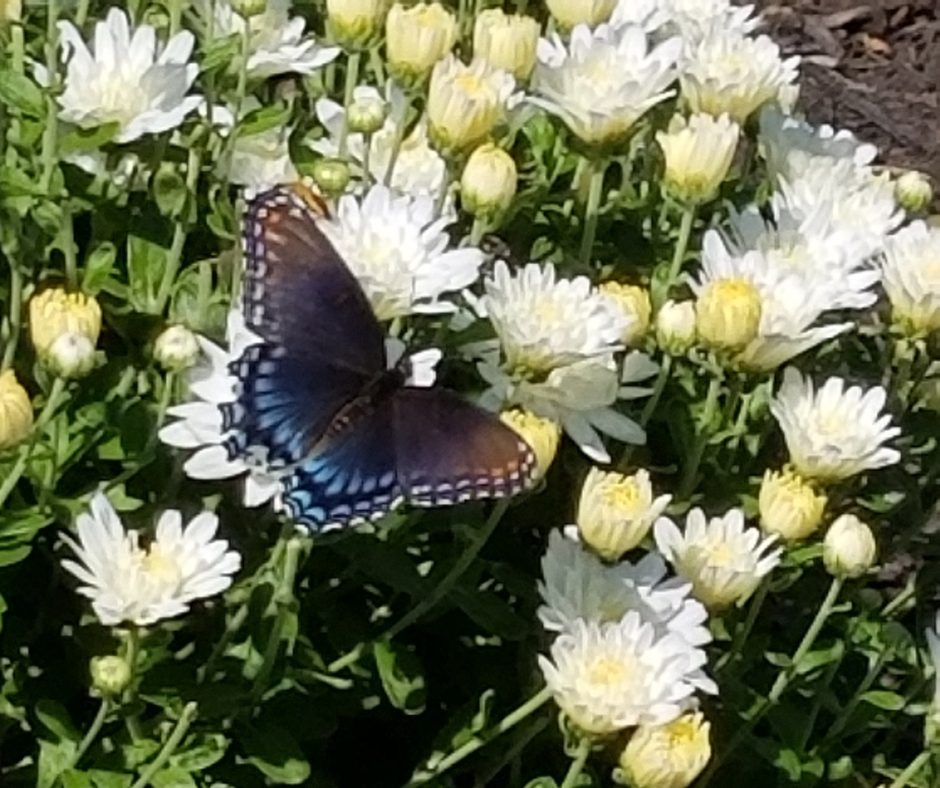 Out and About in the Late Summer Garden (2) A Spicebush Swallowtail butterfly