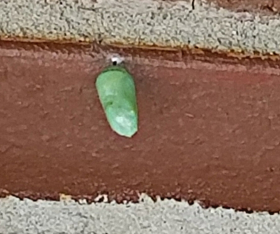 Out and About in the Late Summer Garden (3) A Monarch butterfly in chrysalis stage