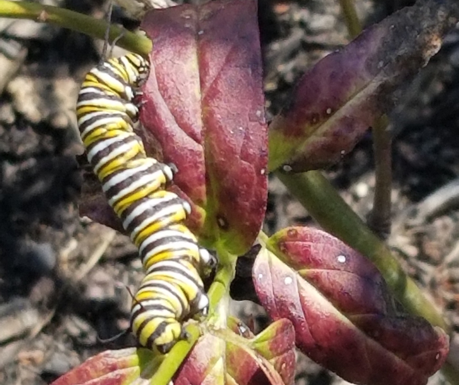 Out and About in the Late Summer Garden (4) A Monarch larva on a milkweed plant