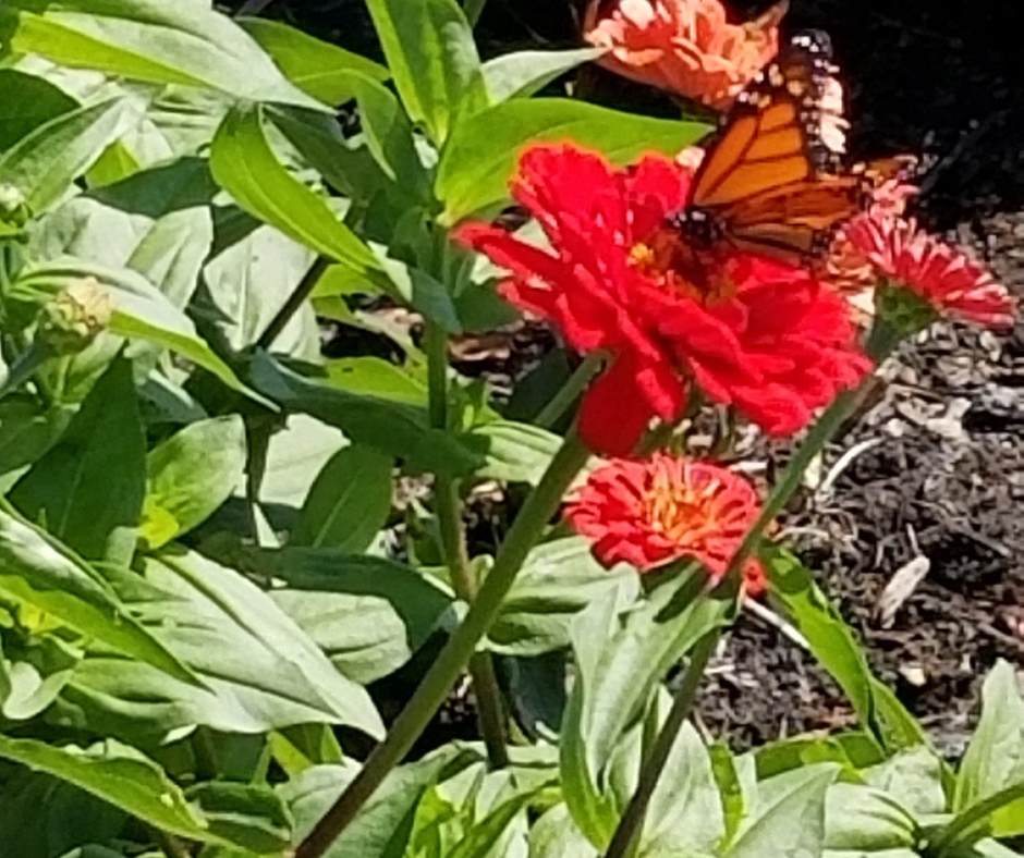 Out and About in the Late Summer Garden (5) A Monarch butterfly