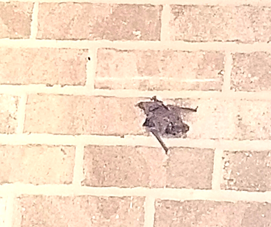 Out and About in the Late Summer Garden (6) A bat who flew past me and decided to rest on the brick wall of our home