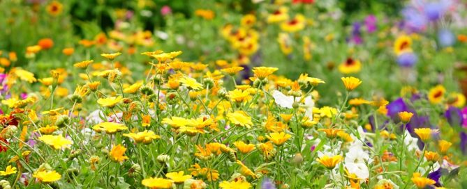 Chaos Gardening
