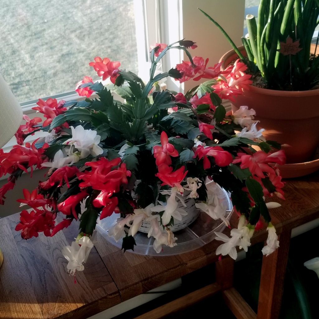 Holiday cacti