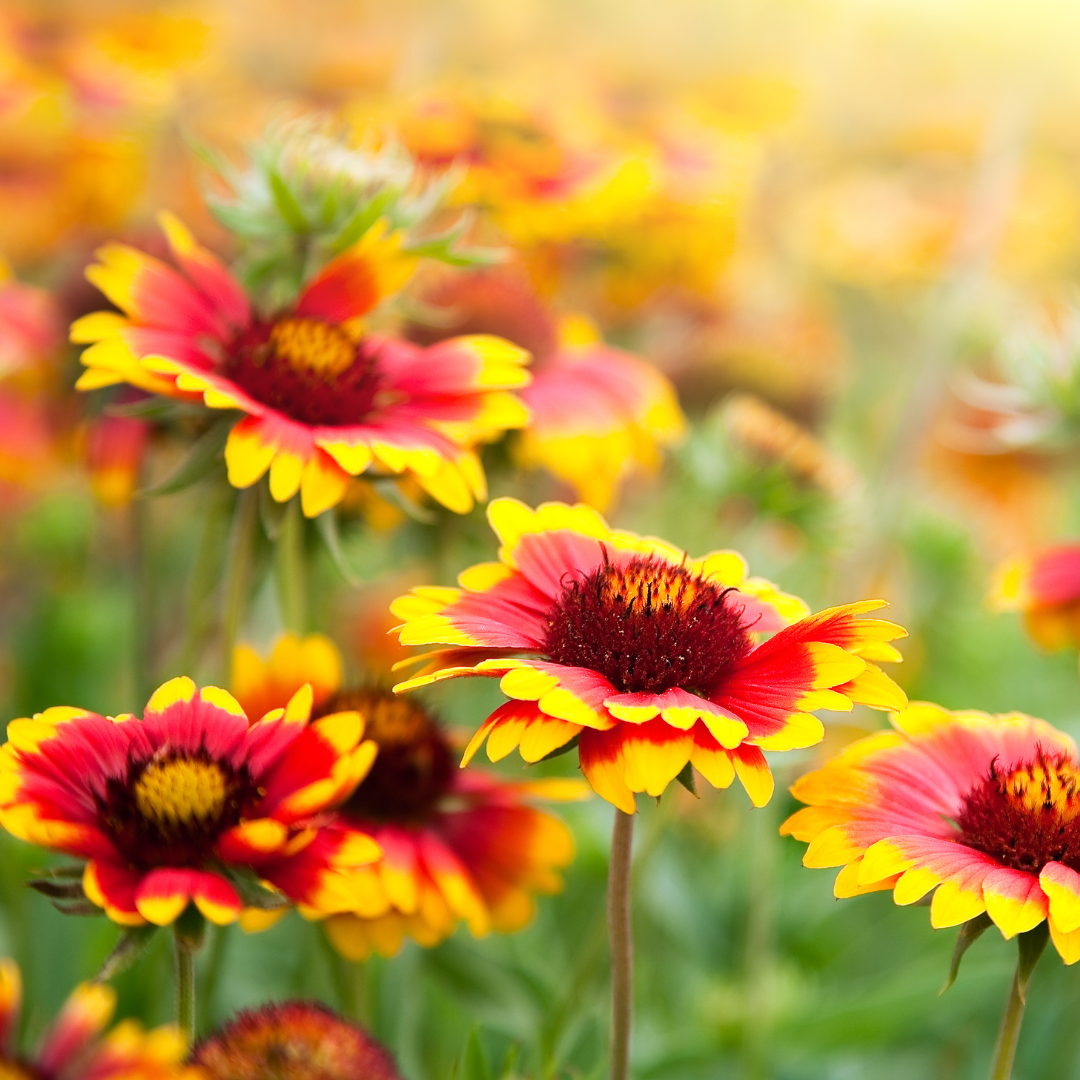 Blanket Flower or Gaillardia