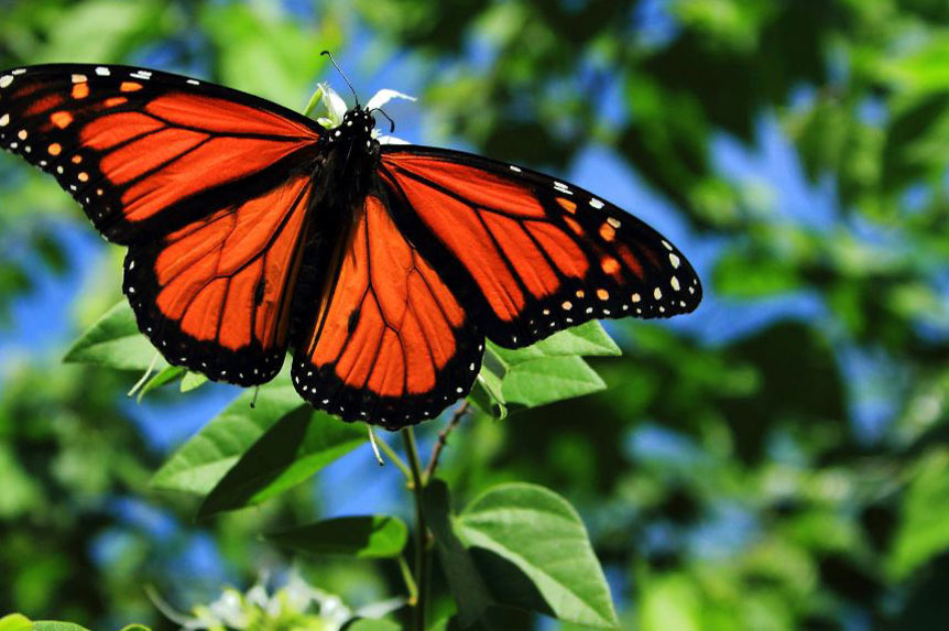 Female Monarch Butterfly