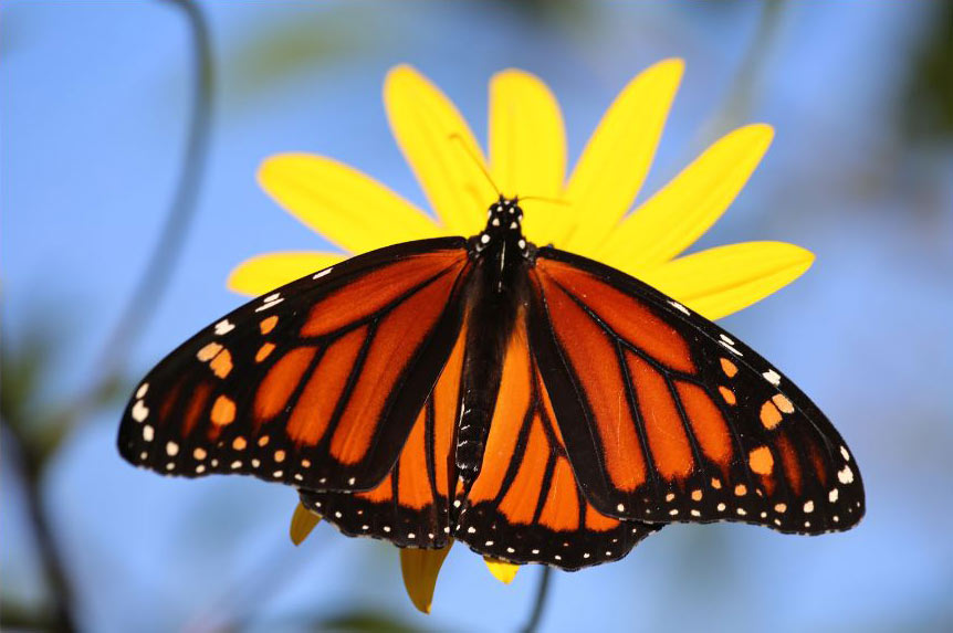 Male Monarch Butterfly