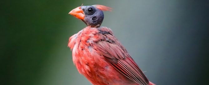 motling cardinal