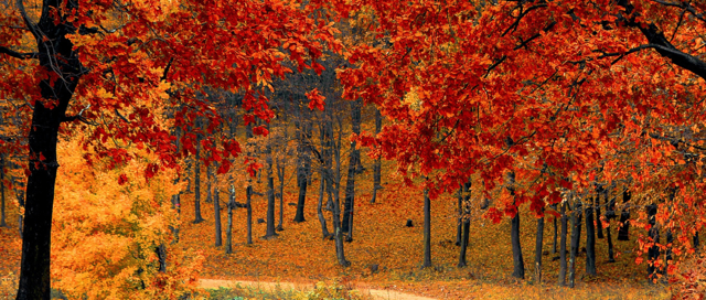 The Beauty of Fall Leaves And Why They Change Color