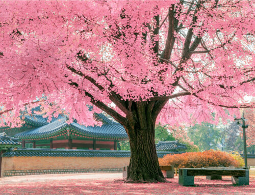 The Wonder of Trees