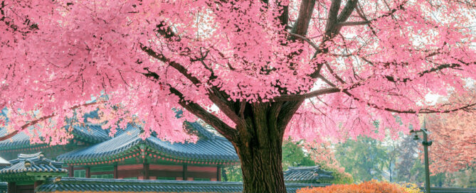 The Wonder of Trees