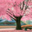 The Wonder of Trees