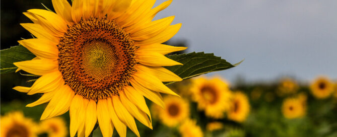 The Wonder of Plants