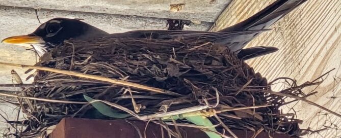 Momma Robin