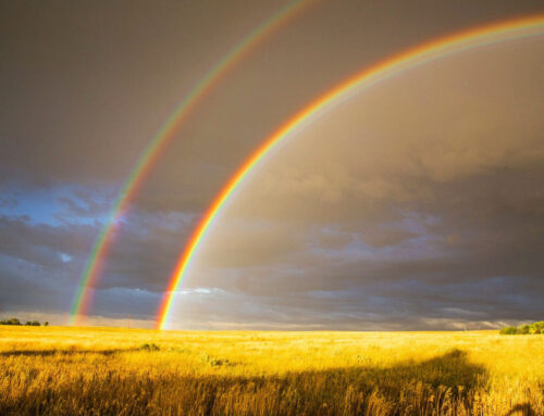 Earthly Wonders