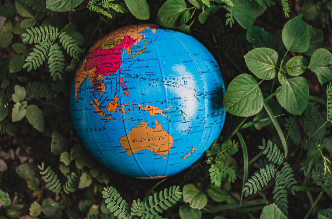 The Wonder of Plants