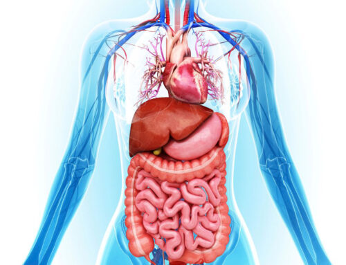 Wonders of the Human Body