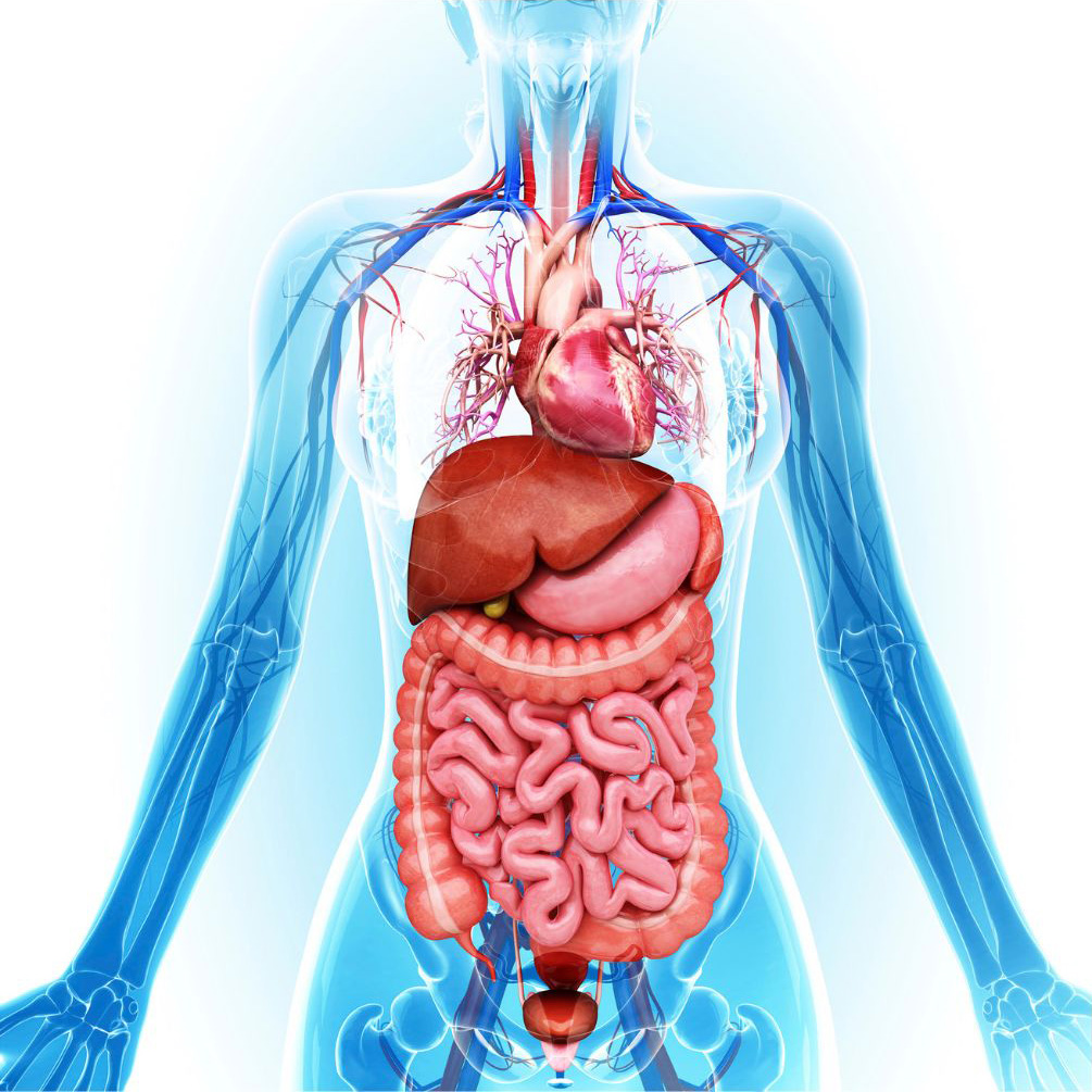 Wonders of the Human Body