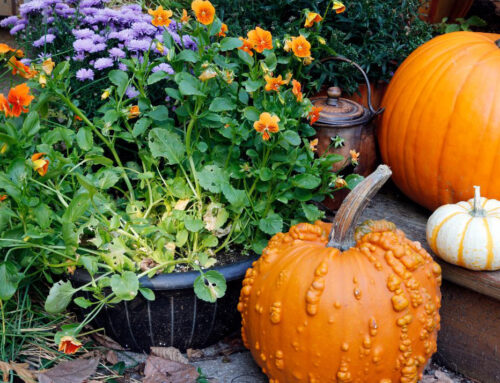 Fall Garden Planning for Spring Blooms