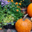 Fall Garden Planning