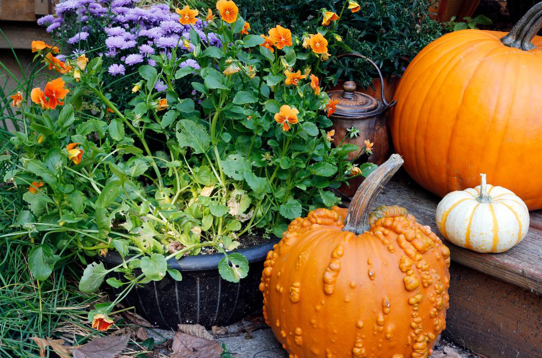 Fall Garden Planning