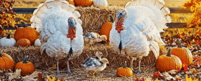 Happy Thanksgiving