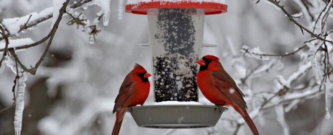 bird feeder winter