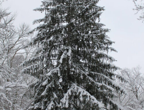 Evergreen Trees and The Friends Who Stay