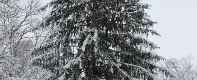 winter evergreen