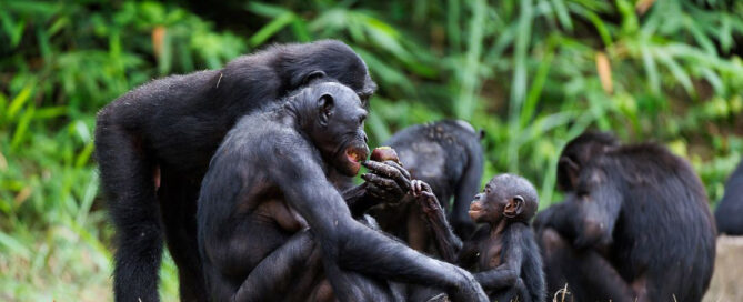 World Bonobo Day