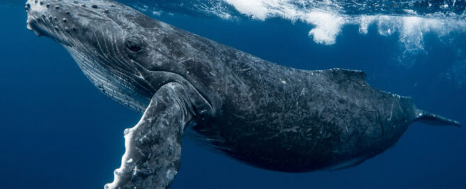 Whale Day Feb 15th