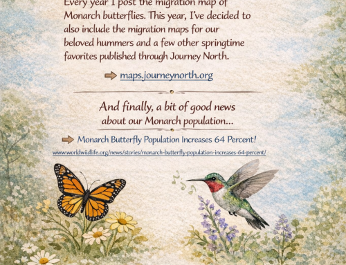 2026 Spring Migration Map