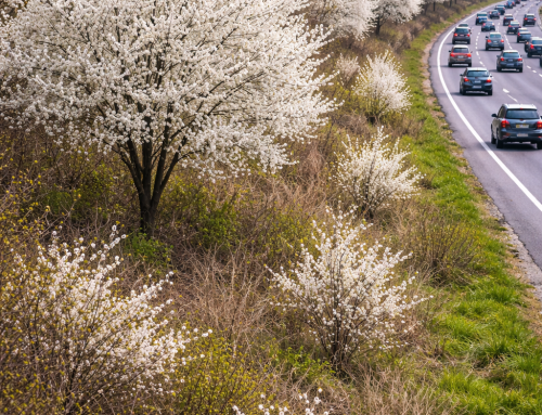 Ornamental Pears: The Tree That Chose Chaos