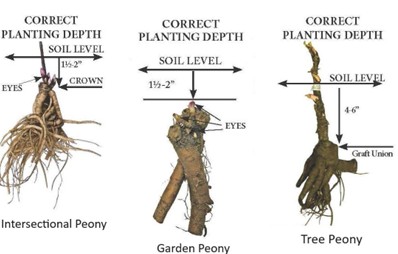 Planting Peonies