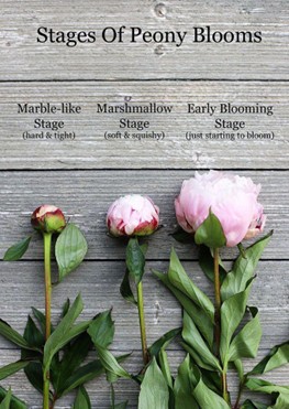 Peonies in vases