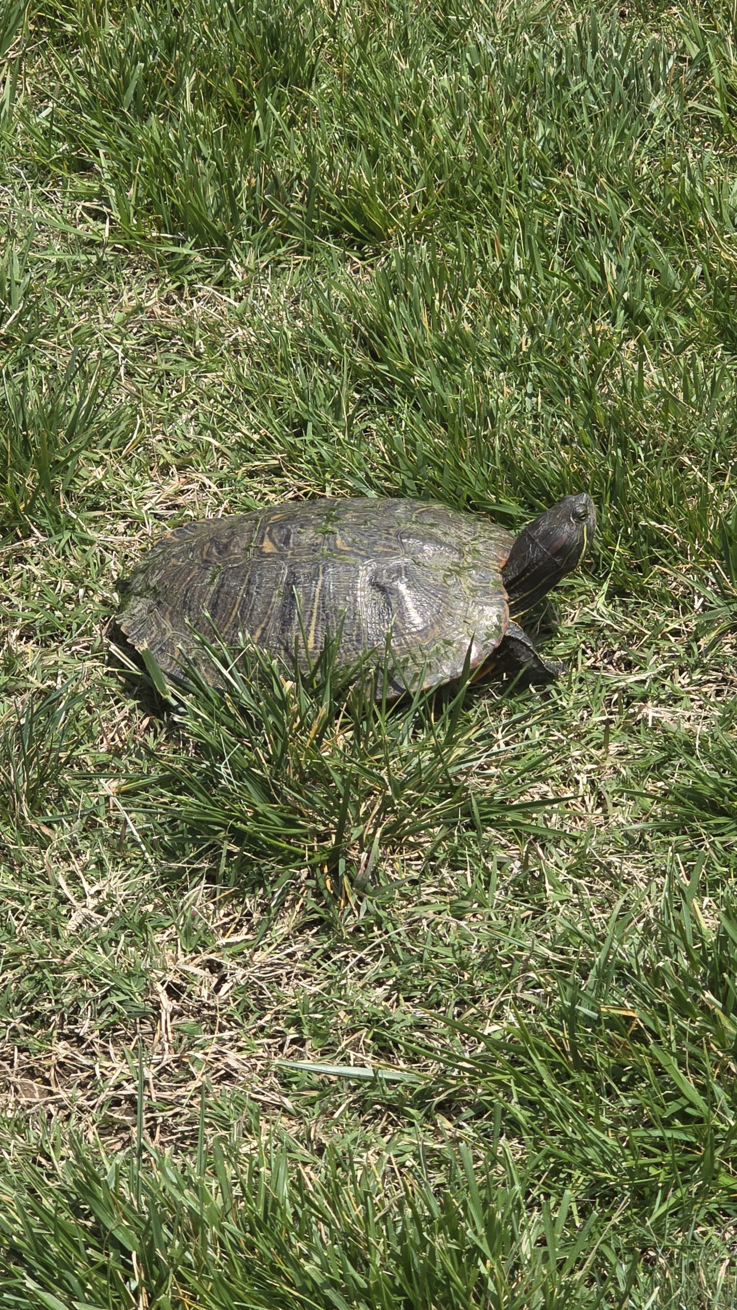 Helping a turtle across the street..on her way back to the pond….i also have turtle eggs in my garden mulch :). Helping a turtle across the street..on her way back to the pond....i also have turtle eggs in my garden mulch :).