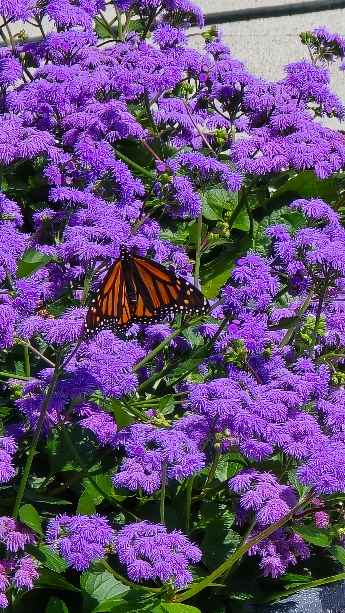 First Monarch butterfly of the season on an Ageratum plant