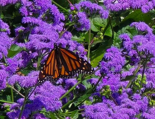 Seasonal Videos and Images From My Backyard