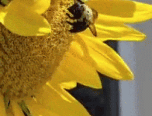 Moments of Wonder No. 1 The Bumblebee and the Sunflower