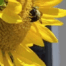 A Moment of Wonder No. 1_ The umblebee and the Sunflower
