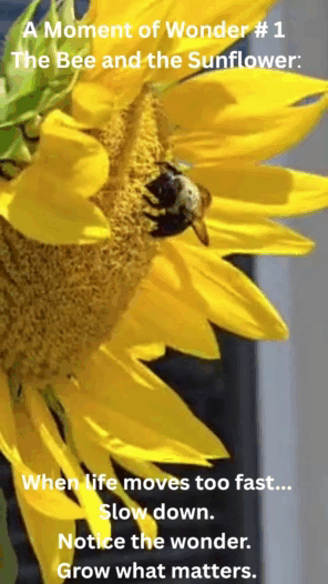 A Moment of Wonder No. 1_ The umblebee and the Sunflower