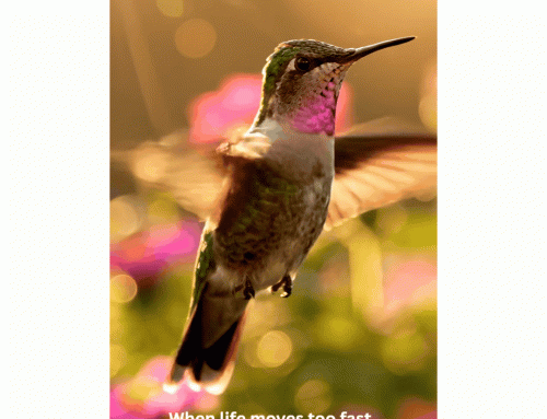 Moments of Wonder #2 The Beauty of a Hummingbird