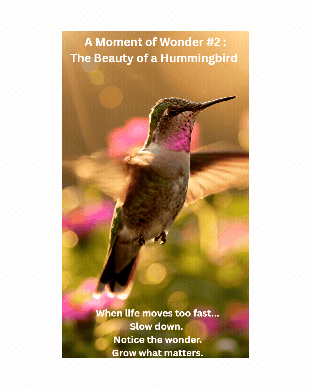 The Beauty of a Hummingbird