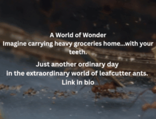 A World of Wonder Imagine carrying heavy groceries home…with your teeth.
