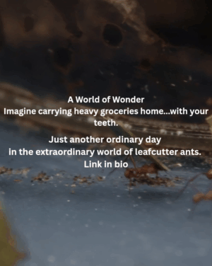 A World Of Wonder